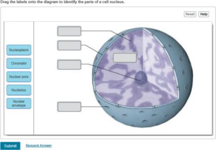 Drag The Labels Onto The Diagram To Identify The Parts Of ...