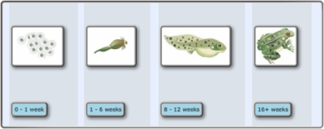 "frog eggs and 0-1 week tiles ranked equally, tadpole and 1-6 weeks tiles ranked equally, etc."